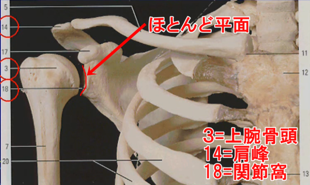 肩の機能解剖