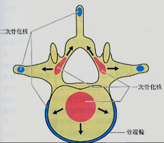 椎弓の骨核発生・核癒合