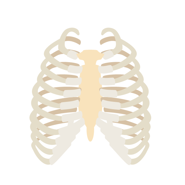 胸椎の機能解剖