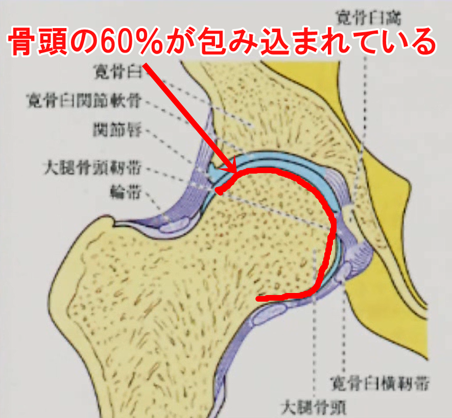 股関節の機能解剖