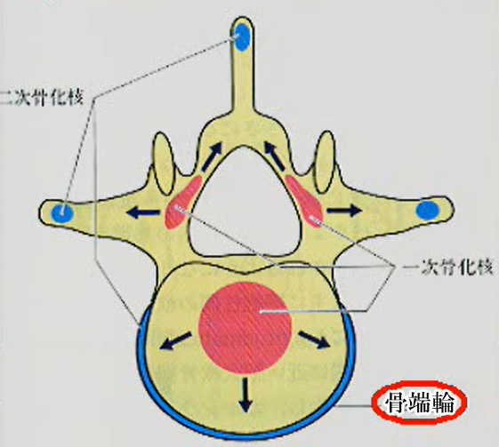 骨端輪(環状骨端核)