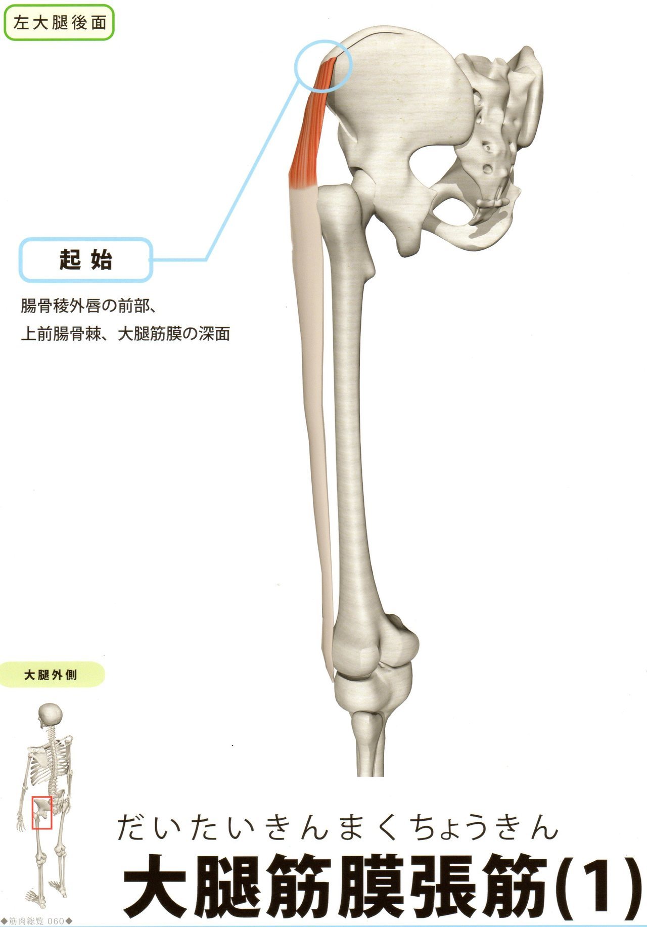 大腿筋膜張筋　足のつけ根(股関節痛)