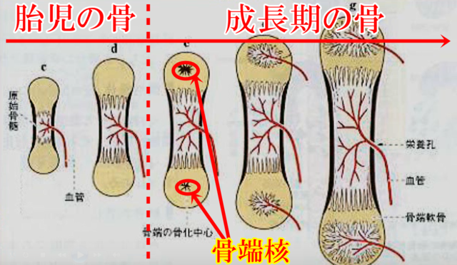 骨端核(骨端軟骨)