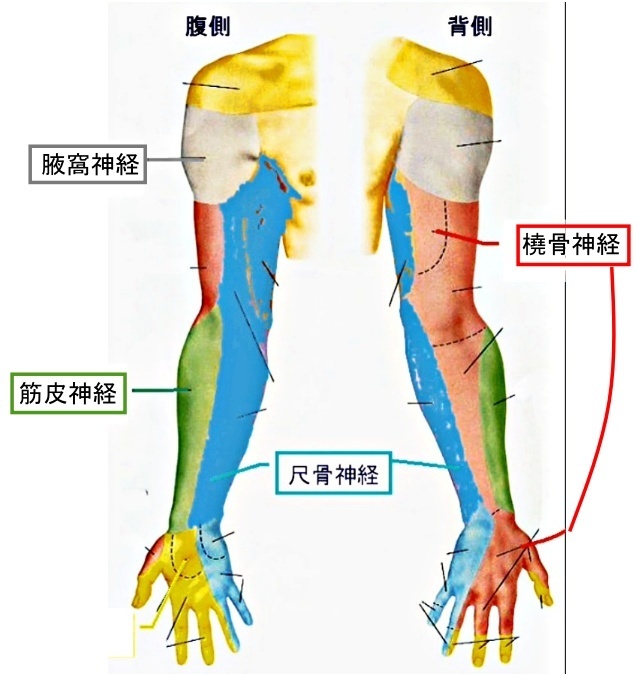 上肢を支配する5本の主要神経
