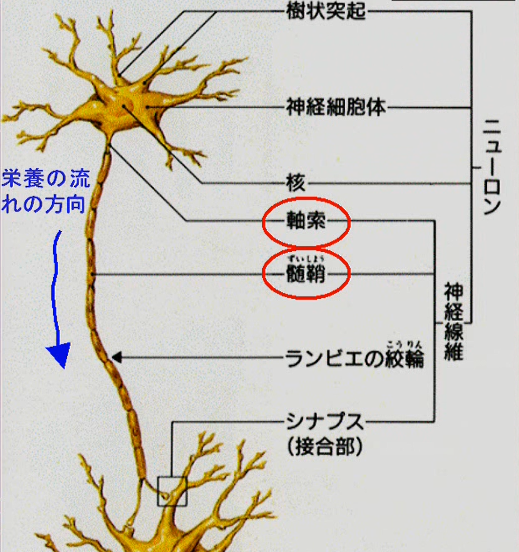 神経の損傷修復の仕組み