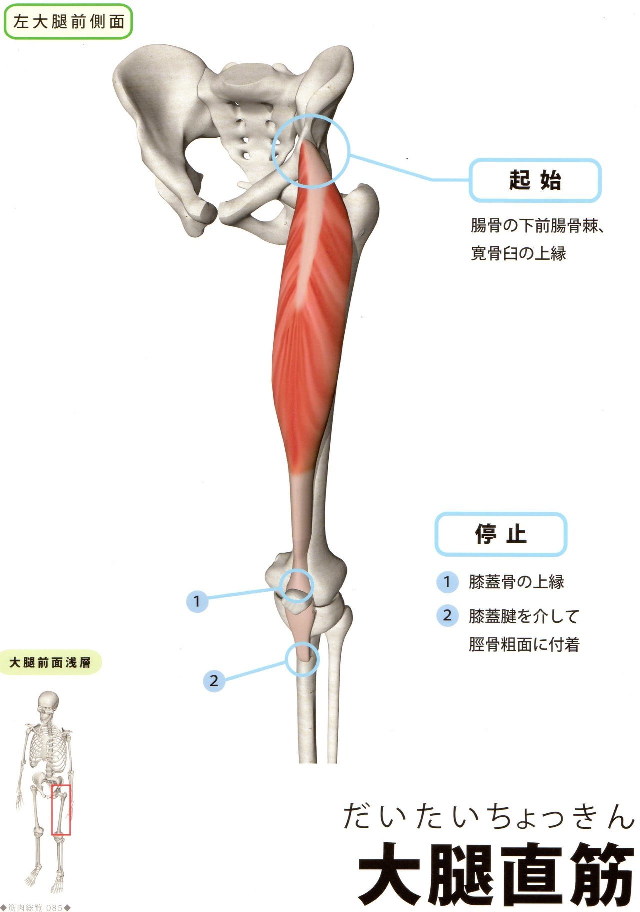 大腿四頭筋　足のつけ根(股関節痛)