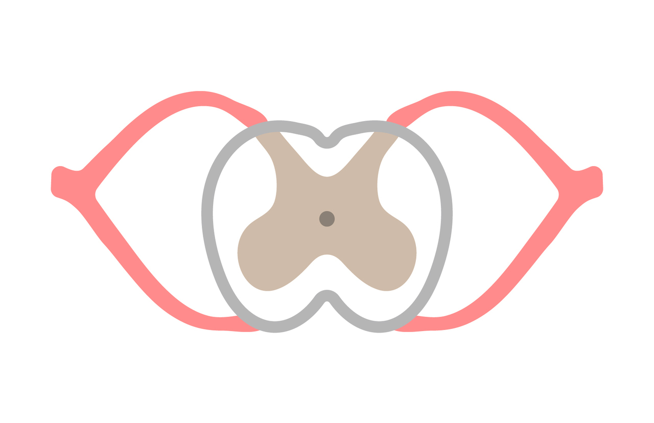 脊髄の内部構造｜皮質と髄質の配置