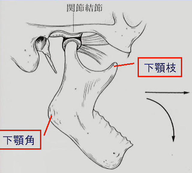 顎関節の解剖学