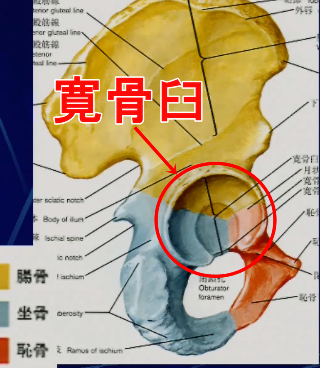 股関節の機能解剖