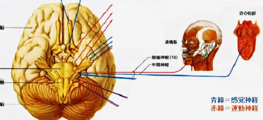 VII 顔面神経（がんめんしんけい）