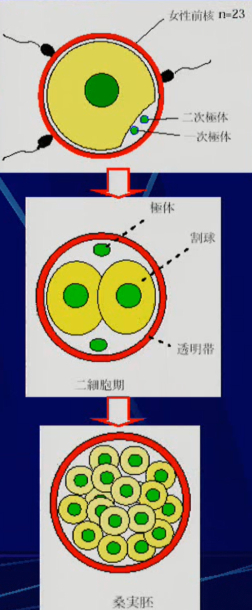 初期発生学