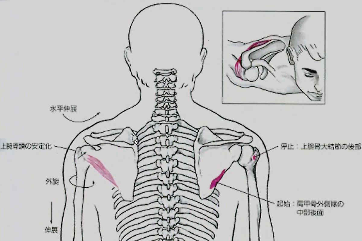 小円筋