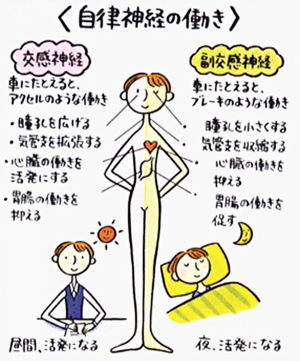 自律神経の“二重支配”とは？