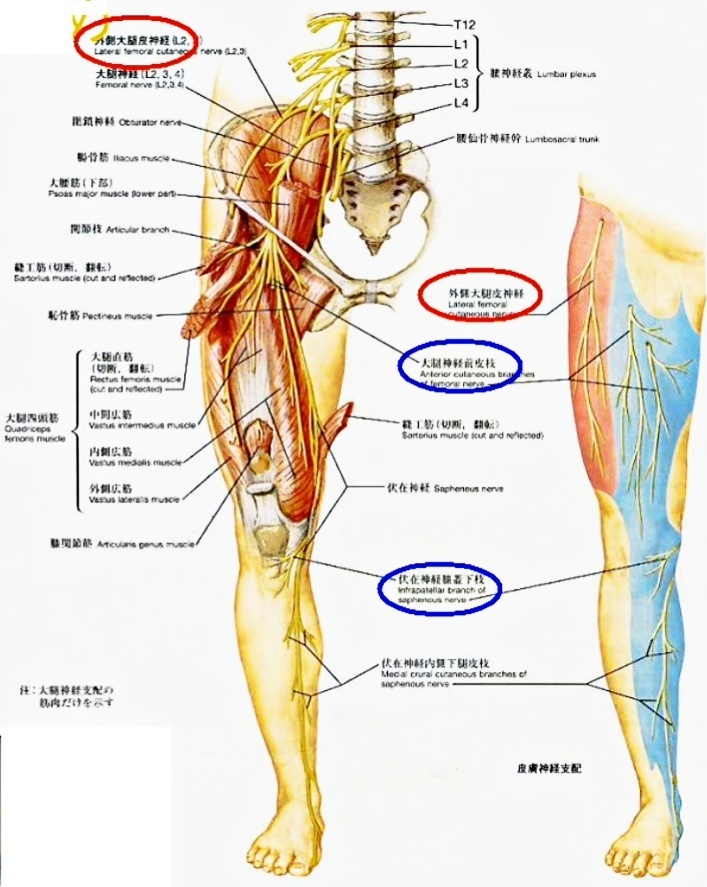 腰神経叢の感覚