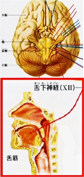 XII 舌下神経（ぜっかしんけい）