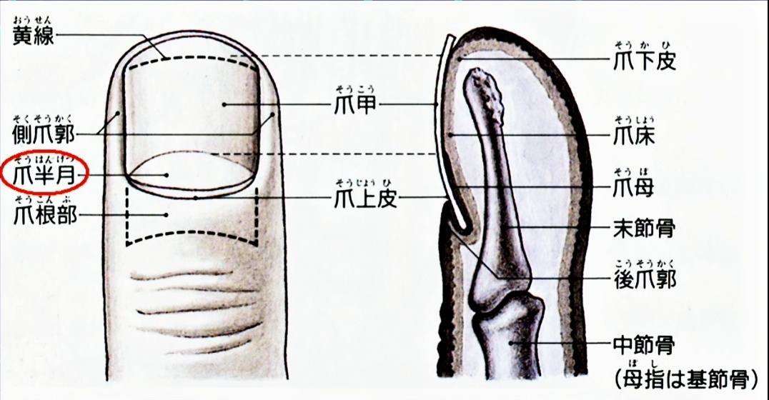 爪の神経学的意義