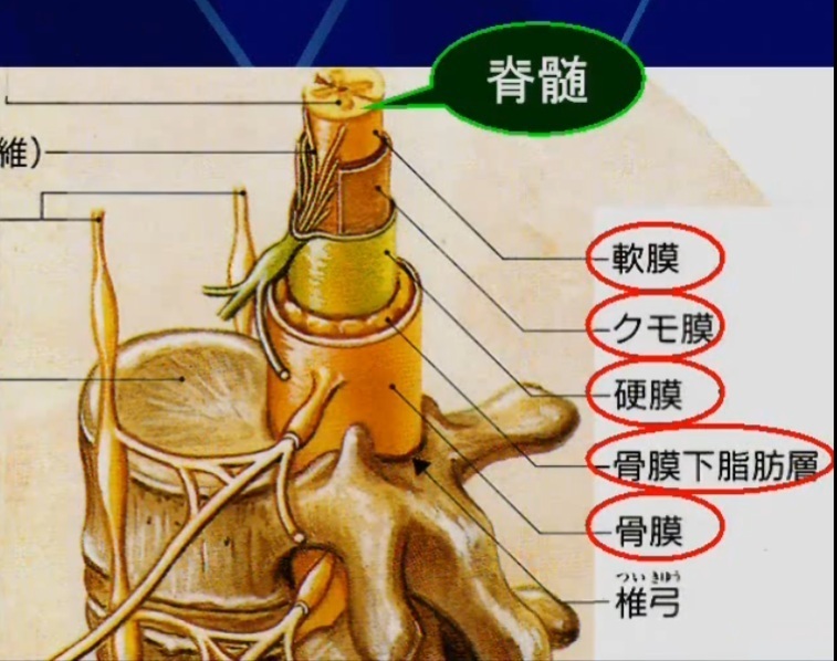 脊髄を守る膜構造と髄液