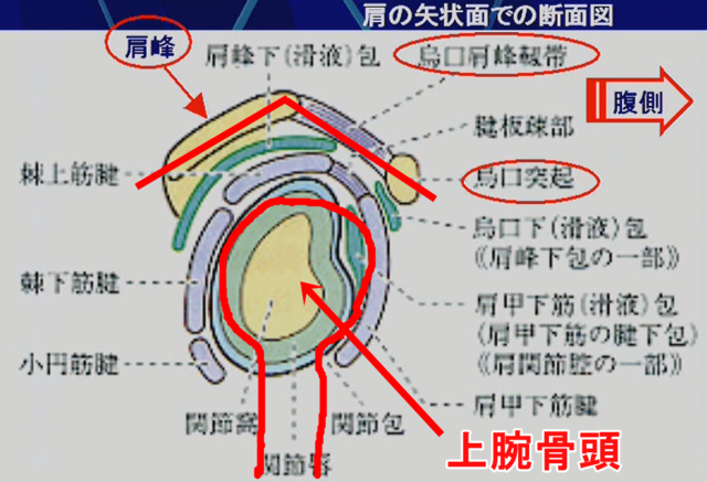 烏口肩峰アーチ