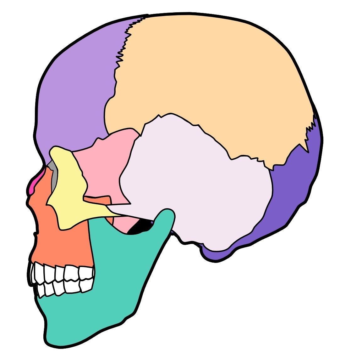 頭蓋骨の解剖イラスト