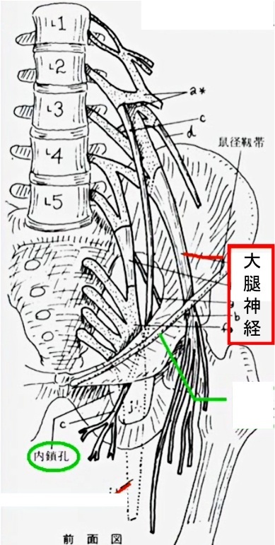 腰神経叢に属する主要な神経