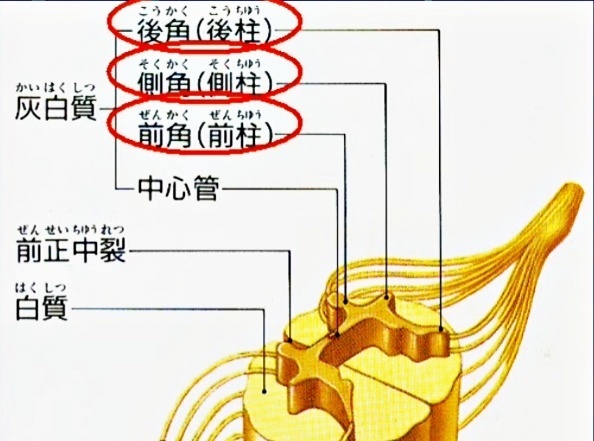 脊髄神経の内部構造