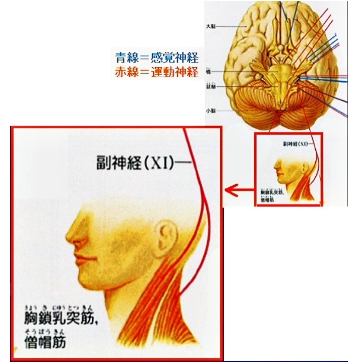 XI 副神経（ふくしんけい）