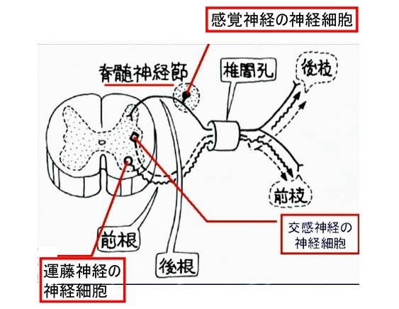 脊髄神経の外見的特徴