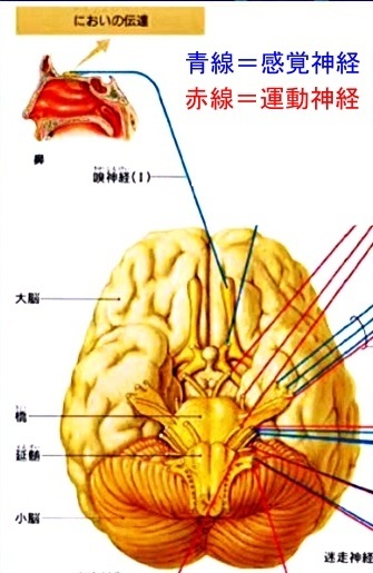 I .嗅神経（きゅうしんけい）