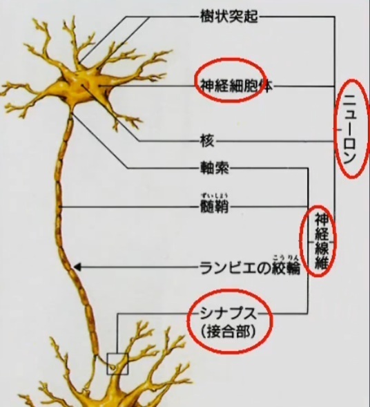 ニューロンと情報伝達