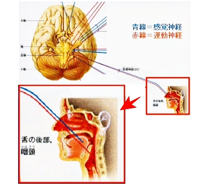 IX 舌咽神経（ぜついんしんけい）