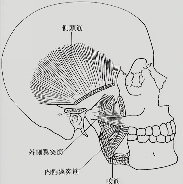 側頭筋