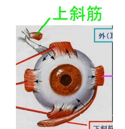 IV 滑車神経（かっしゃしんけい）