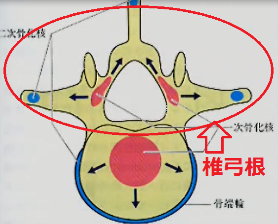 脊椎披裂(二分脊椎)