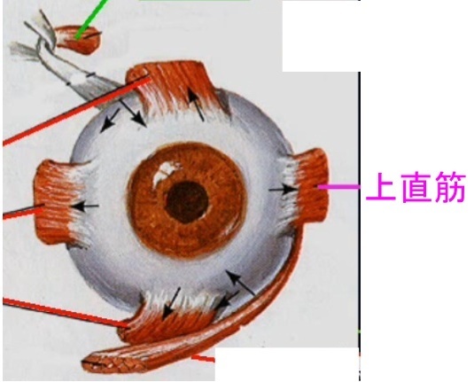 VI 外転神経（がいてんしんけい）