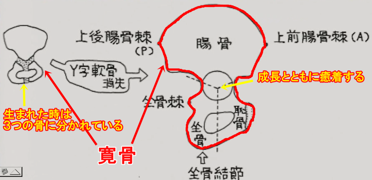 股関節の機能解剖