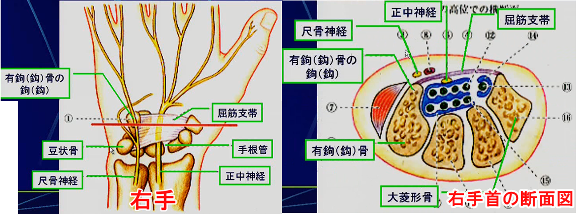 手首の機能解剖