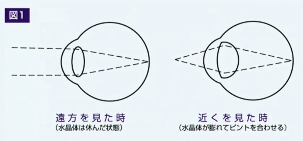 屈折とピント調整｜眼の精密な仕組み