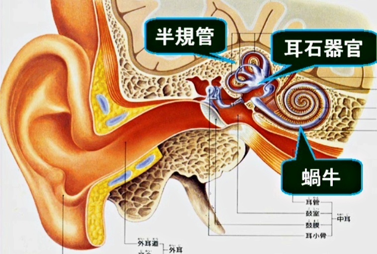 VIII 内耳神経（ないじしんけい）