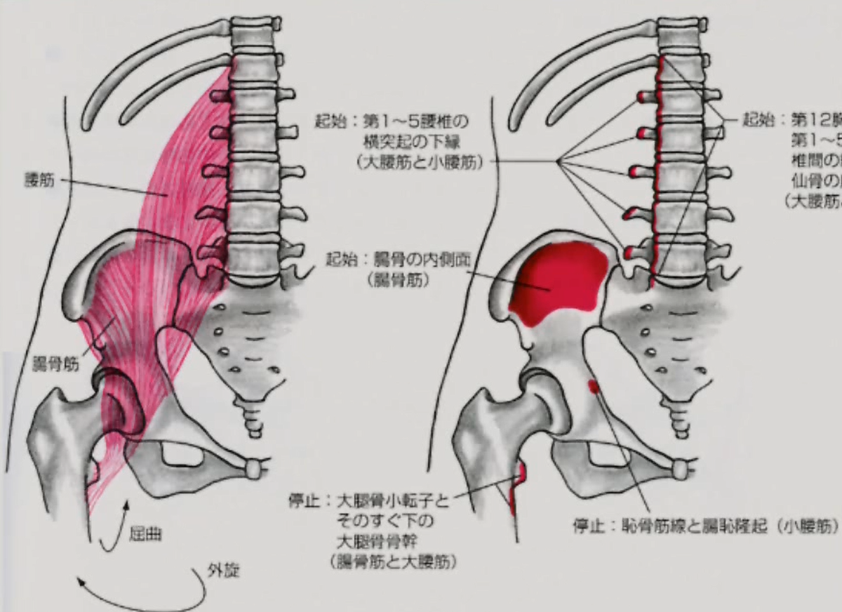 腸腰筋