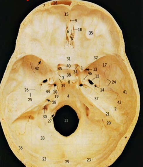I .嗅神経（きゅうしんけい）
