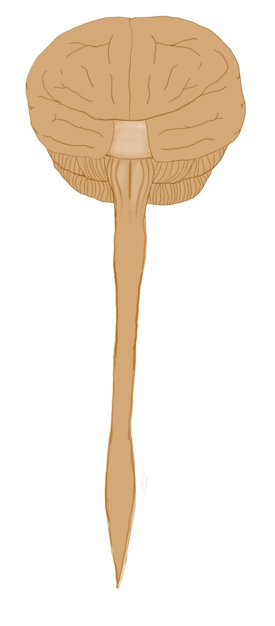 神経とは何か？