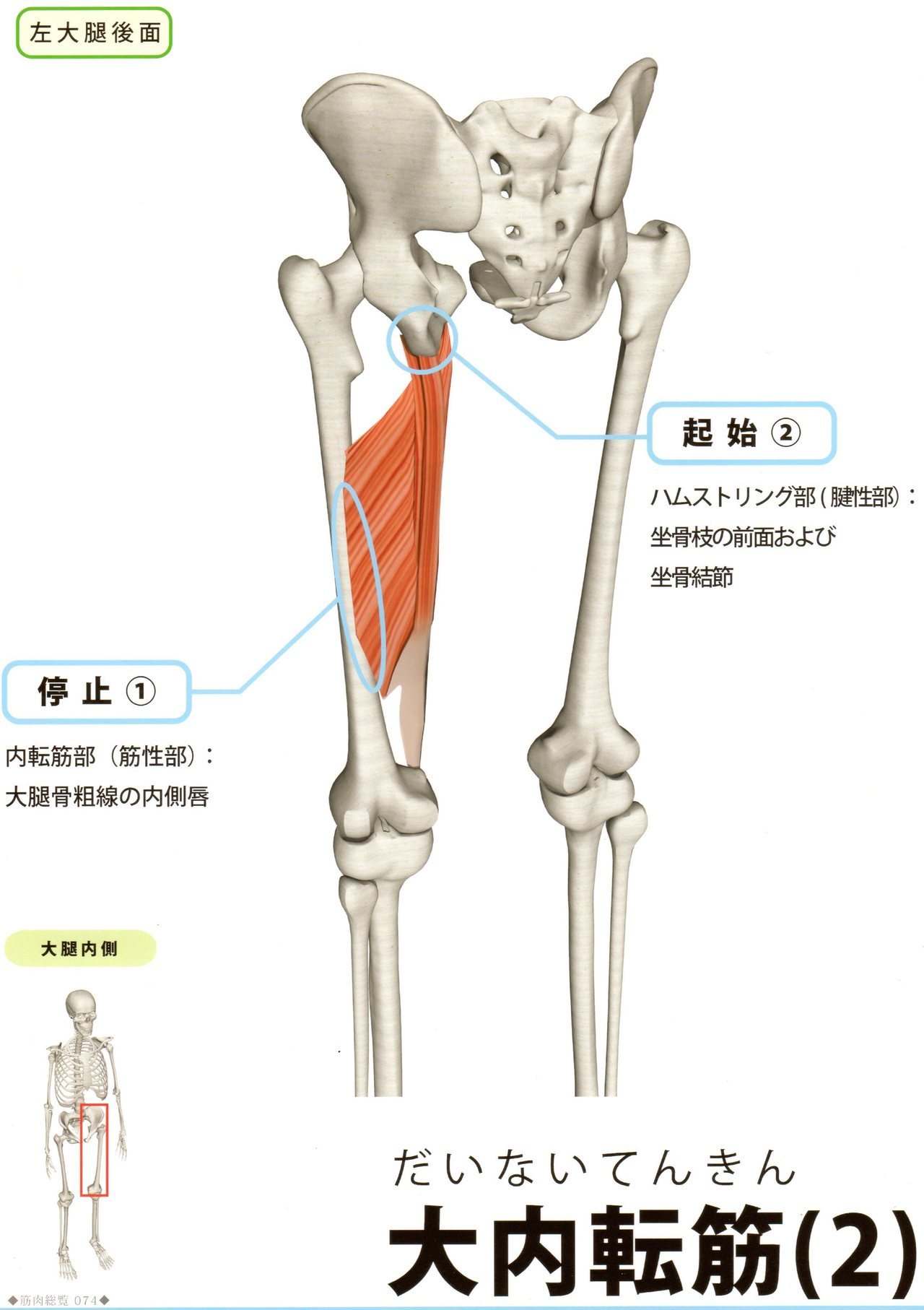 ハムストリング　足のつけ根(股関節痛)