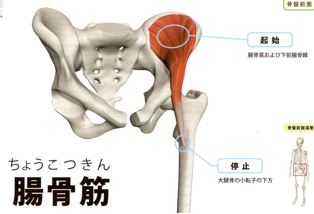 腸骨筋