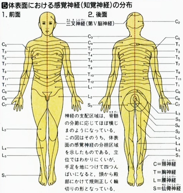 デルマトーム（皮膚の神経支配領域）