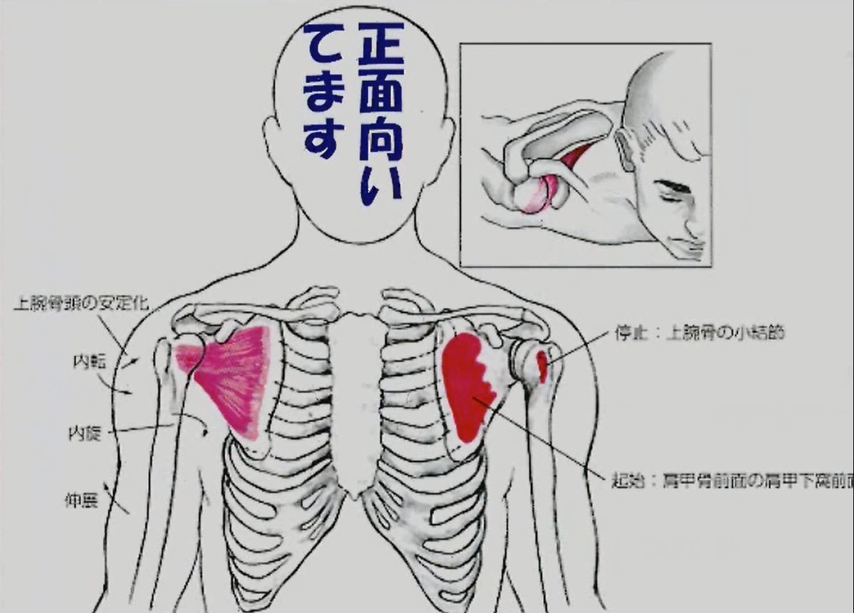 肩甲下筋