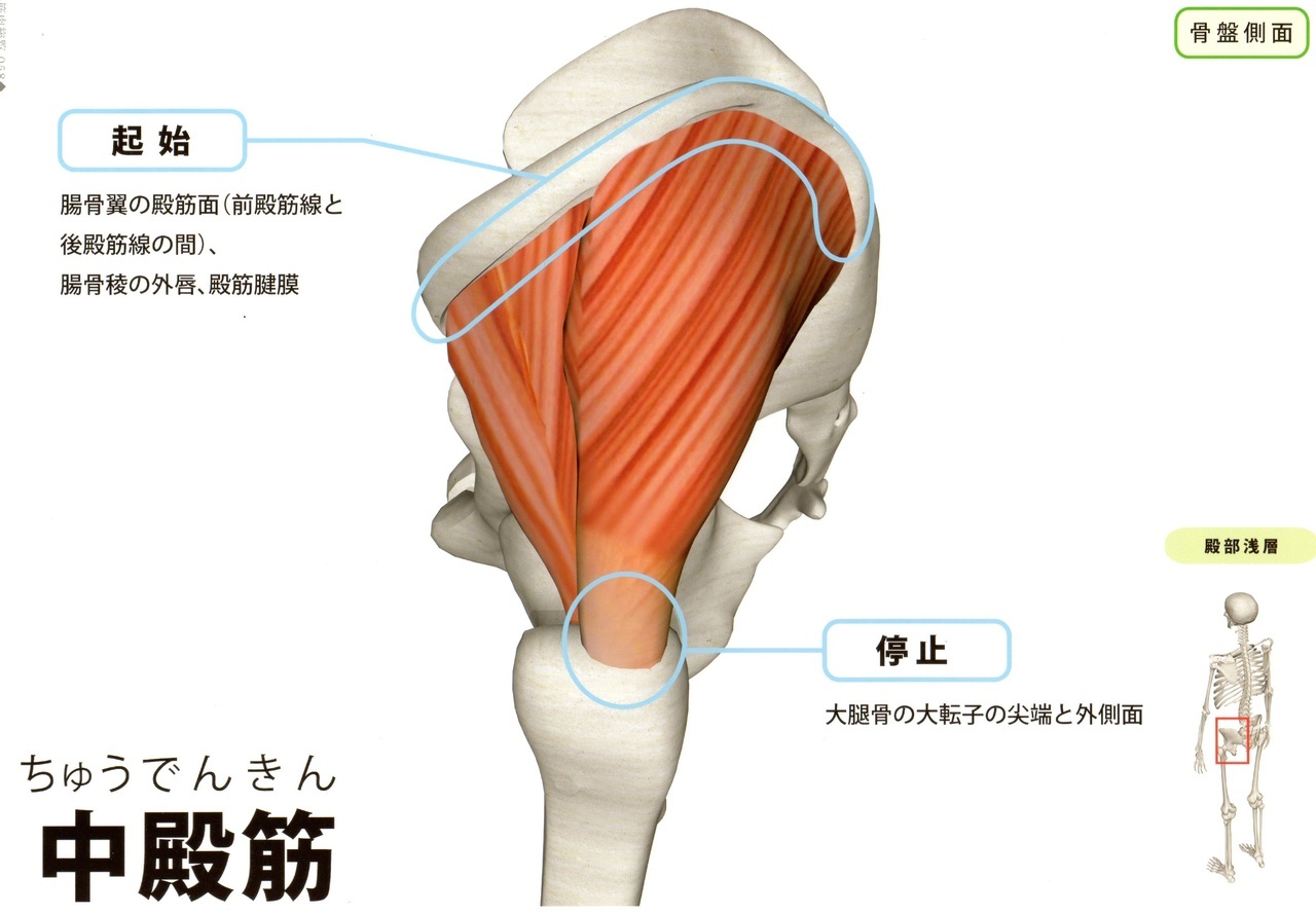 中殿筋　足のつけ根(股関節痛)