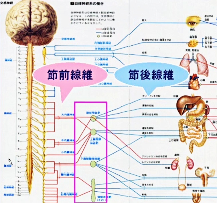 自律神経のルートは“2ニューロン制”