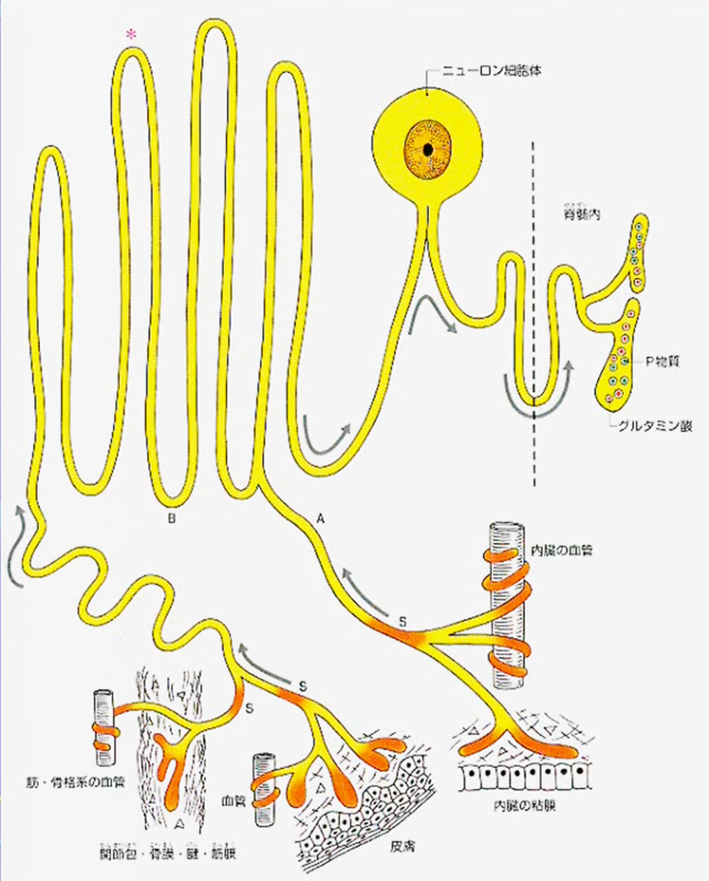 知覚終末(自由終末)とは