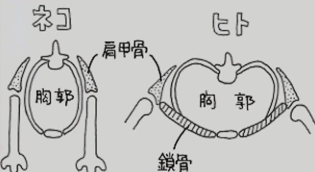 猫は鎖骨がない