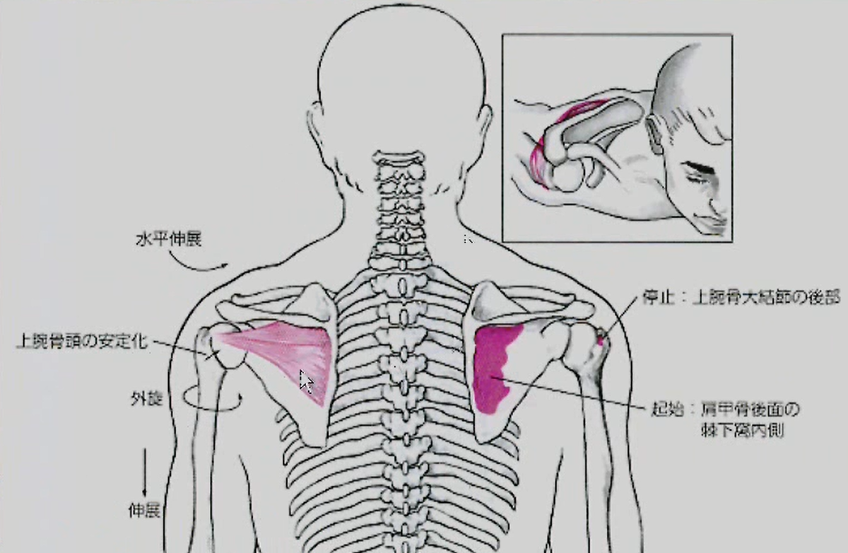 棘下筋